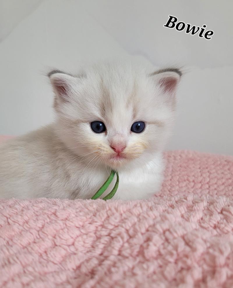 BOWIE Mâle Ragdoll