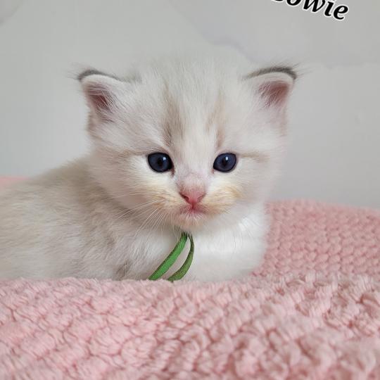 BOWIE Mâle Ragdoll