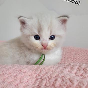 chaton Ragdoll seal tabby point bicolor BOWIE LA CHATTERIE  DES REVES DE SELENE