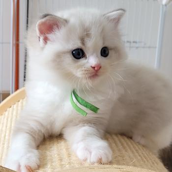 chaton Ragdoll seal tabby point bicolor BOWIE LA CHATTERIE  DES REVES DE SELENE