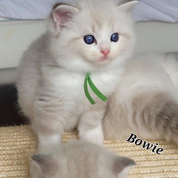 chaton Ragdoll seal tabby point bicolor BOWIE LA CHATTERIE  DES REVES DE SELENE
