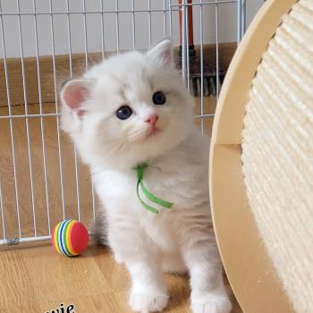 chaton Ragdoll seal tabby point bicolor BOWIE LA CHATTERIE  DES REVES DE SELENE