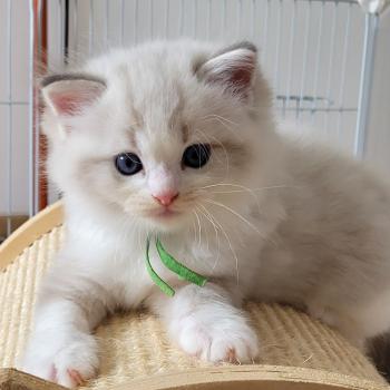 chaton Ragdoll seal tabby point bicolor BOWIE LA CHATTERIE  DES REVES DE SELENE