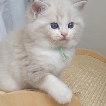 chaton Ragdoll seal tabby point bicolor BOWIE LA CHATTERIE  DES REVES DE SELENE