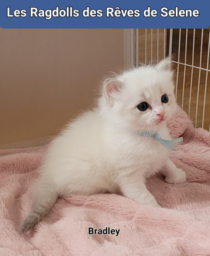 BRADLEY Mâle Ragdoll