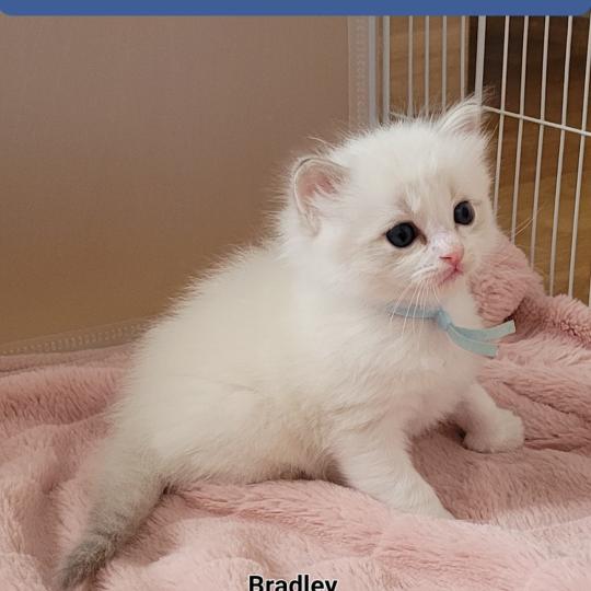 BRADLEY Mâle Ragdoll