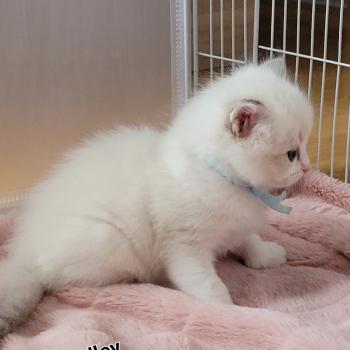 chaton Ragdoll blue tabby point bicolor BRADLEY LA CHATTERIE  DES REVES DE SELENE