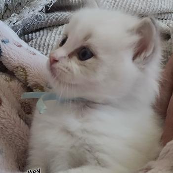chaton Ragdoll blue tabby point bicolor BRADLEY LA CHATTERIE  DES REVES DE SELENE