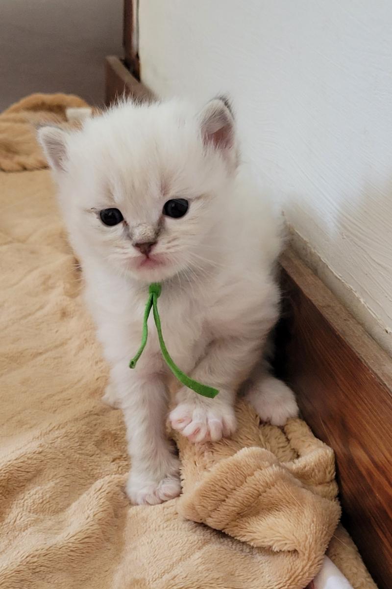 BUZZ Mâle Ragdoll