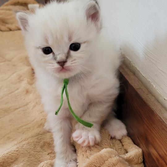 BUZZ Mâle Ragdoll