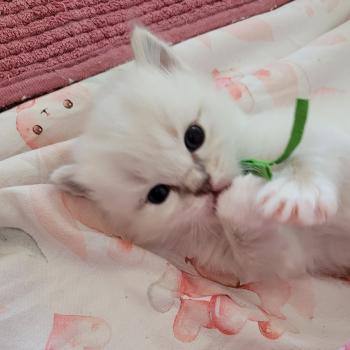 chaton Ragdoll seal tabby point mitted BUZZ LA CHATTERIE  DES REVES DE SELENE