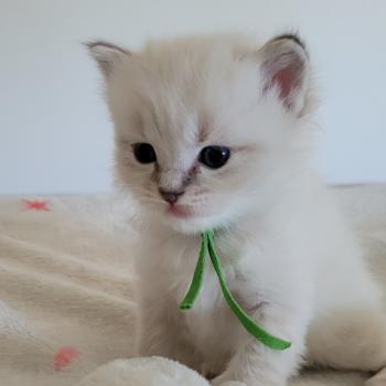 chaton Ragdoll seal tabby point mitted BUZZ LA CHATTERIE  DES REVES DE SELENE