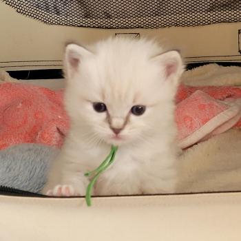 chaton Ragdoll seal tabby point mitted BUZZ LA CHATTERIE  DES REVES DE SELENE