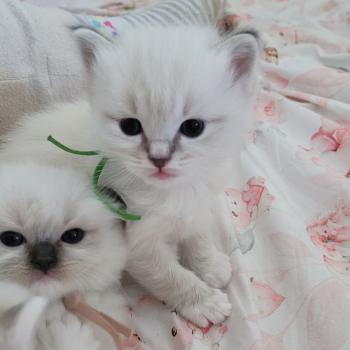 chaton Ragdoll seal tabby point mitted BUZZ LA CHATTERIE  DES REVES DE SELENE