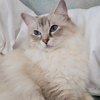 chat Ragdoll blue tabby point SHADOW BLUE Of The Angel Heart LA CHATTERIE DES REVES DE SELENE chat Ragdoll blue tabby point SHADOW BLUE Of The Angel Heart LA CHATTERIE DES REVES DE SELENE