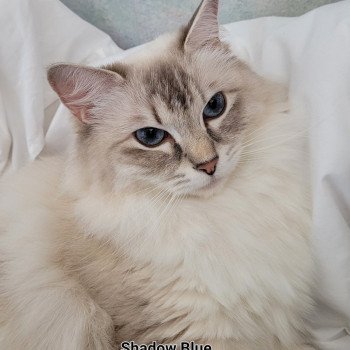 chat Ragdoll blue tabby point SHADOW BLUE Of The Angel Heart LA CHATTERIE DES REVES DE SELENE chat Ragdoll blue tabby point SHADOW BLUE Of The Angel Heart LA CHATTERIE DES REVES DE SELENE