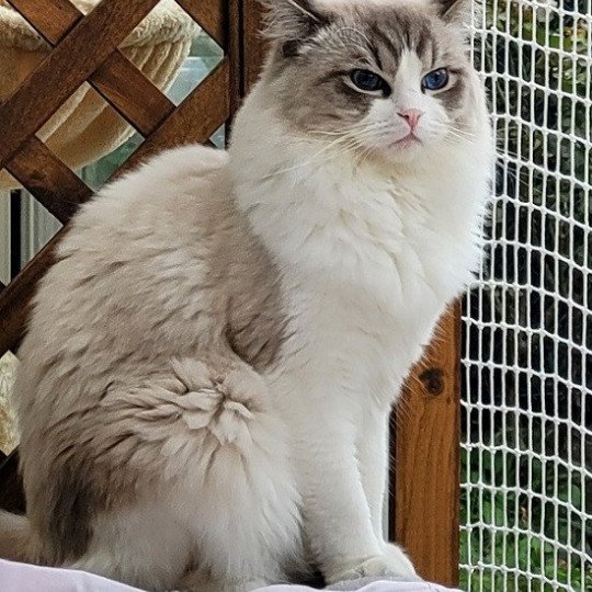 Tokyo Silver Paradise Mâle Ragdoll