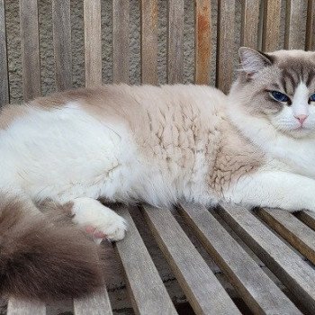 chat Ragdoll brown tabby bicolor TOKYO LA CHATTERIE DES REVES DE SELENE chat Ragdoll brown tabby bicolor TOKYO LA CHATTERIE DES REVES DE SELENE