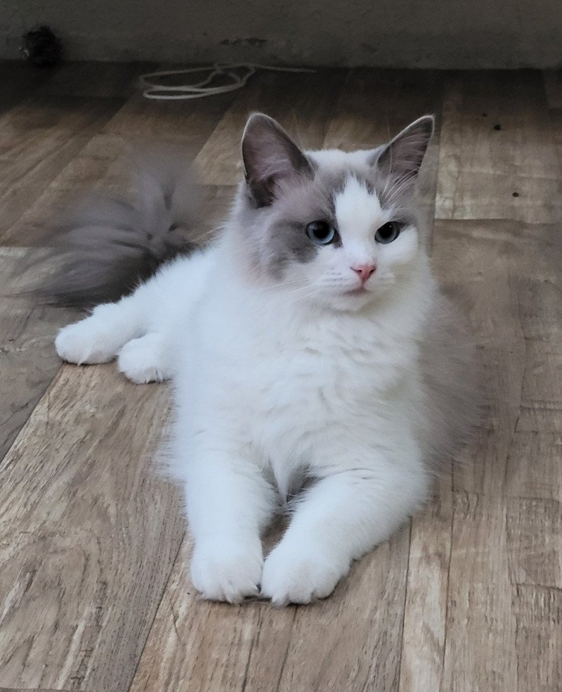 UGUETTE Femelle Ragdoll