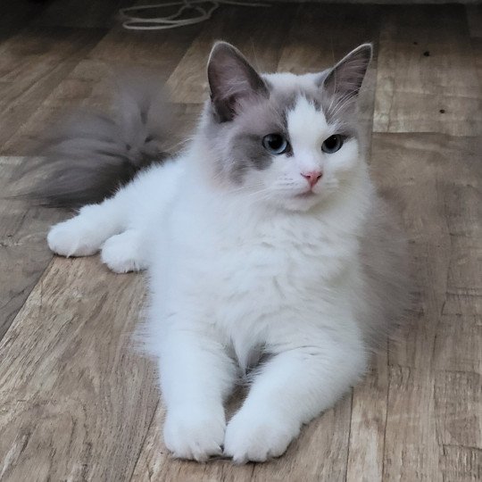 UGUETTE Femelle Ragdoll