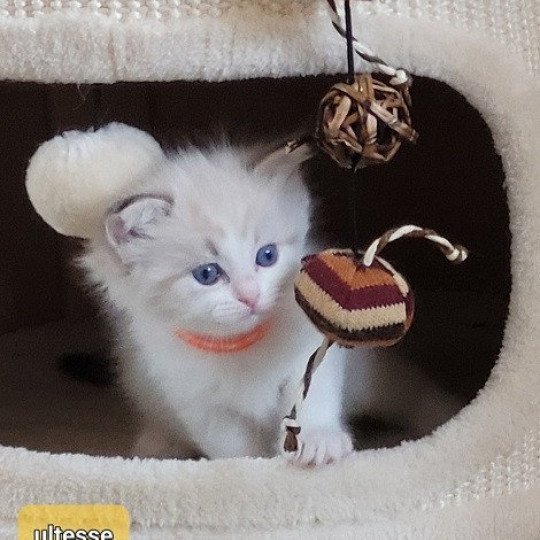 ULTESSE des Rêves de Selene Femelle Ragdoll
