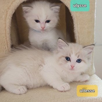chaton Ragdoll seal tabby point bicolor ULTESSE des Rêves de Selene LA CHATTERIE DES REVES DE SELENE chaton Ragdoll seal tabby point bicolor ULTESSE des Rêves de Selene LA CHATTERIE DES REVES DE SELENE
