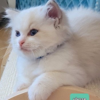 chaton Ragdoll seal tabby point bicolor ULYSSE des Rêves de Selene LA CHATTERIE DES REVES DE SELENE chaton Ragdoll seal tabby point bicolor ULYSSE des Rêves de Selene LA CHATTERIE DES REVES DE SELENE