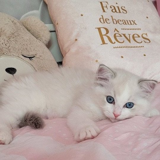 ULYSSE des Rêves de Selene Mâle Ragdoll
