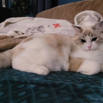 chat Ragdoll seal tabby point bicolor VALKYRIA LA CHATTERIE DES REVES DE SELENE chat Ragdoll seal tabby point bicolor VALKYRIA LA CHATTERIE DES REVES DE SELENE