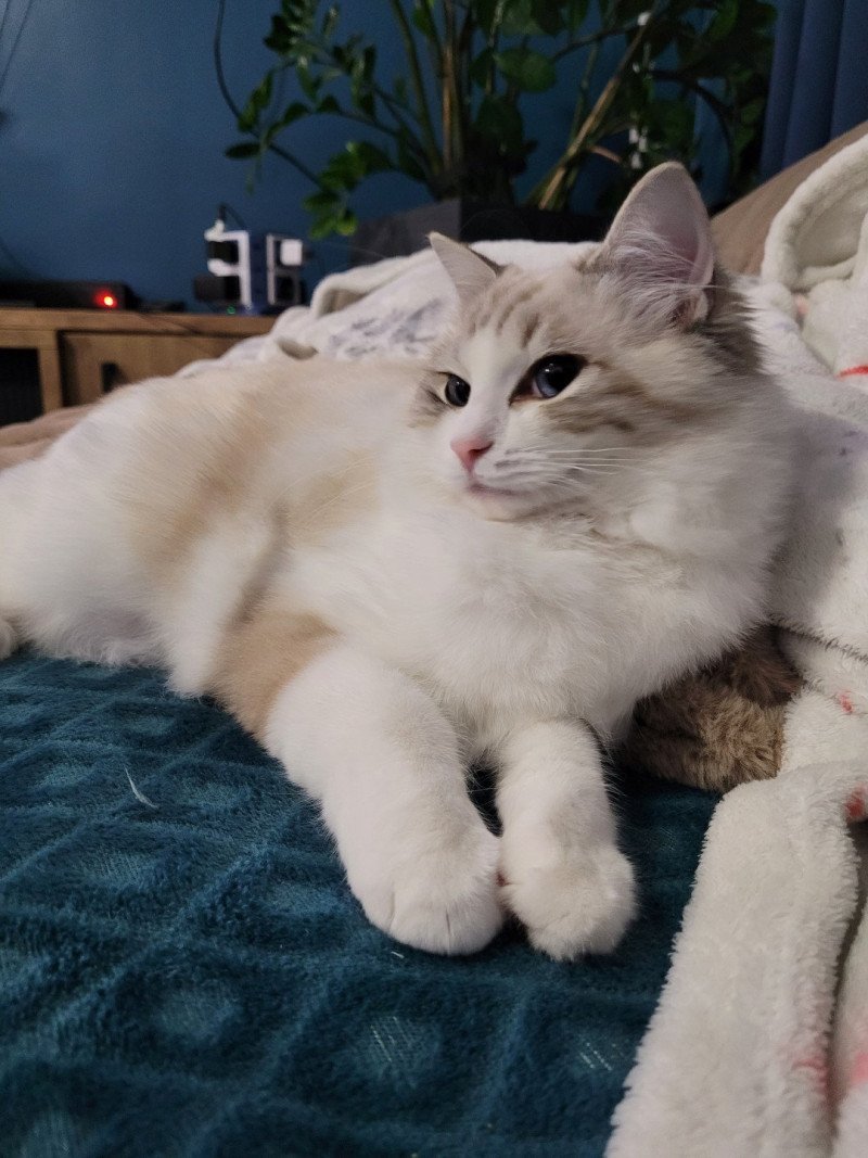 VALKYRIA DES BOULES DE COTON Femelle Ragdoll VALKYRIA DES BOULES DE COTON Femelle Ragdoll