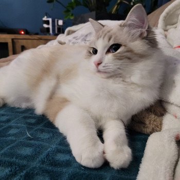 chat Ragdoll seal tabby point bicolor VALKYRIA LA CHATTERIE DES REVES DE SELENE chat Ragdoll seal tabby point bicolor VALKYRIA LA CHATTERIE DES REVES DE SELENE