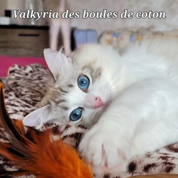 chat Ragdoll seal tabby point bicolor VALKYRIA LA CHATTERIE  DES REVES DE SELENE