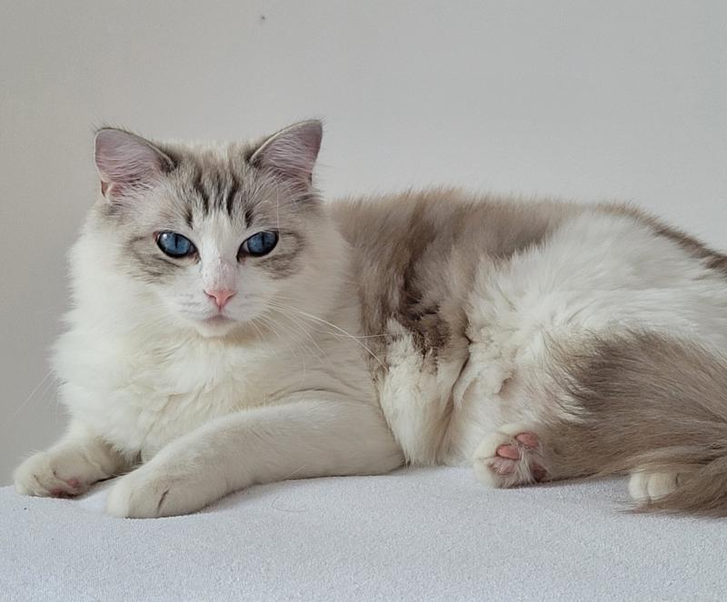 VALKYRIA DES BOULES DE COTON Femelle Ragdoll