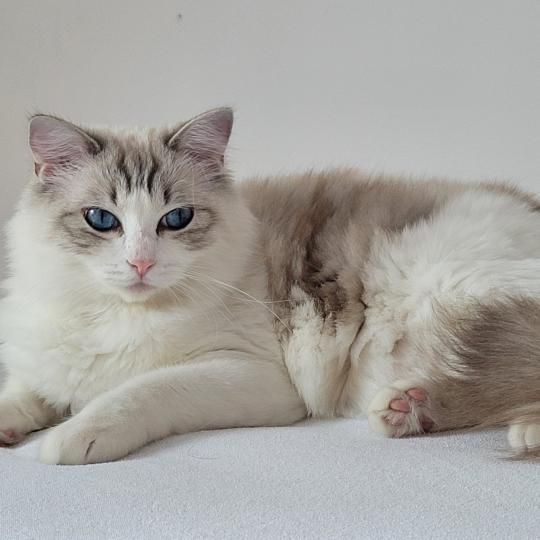 VALKYRIA DES BOULES DE COTON Femelle Ragdoll