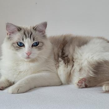 chat Ragdoll seal tabby point bicolor VALKYRIA LA CHATTERIE  DES REVES DE SELENE