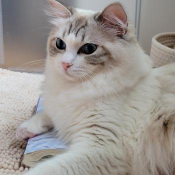 chat Ragdoll seal tabby point bicolor VALKYRIA LA CHATTERIE  DES REVES DE SELENE