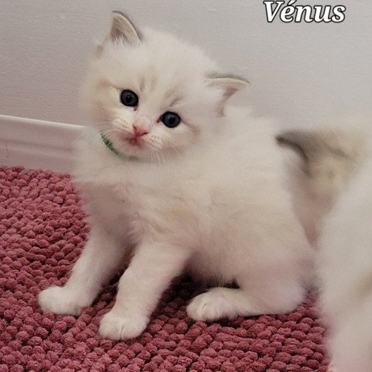 VENUS Femelle Ragdoll
