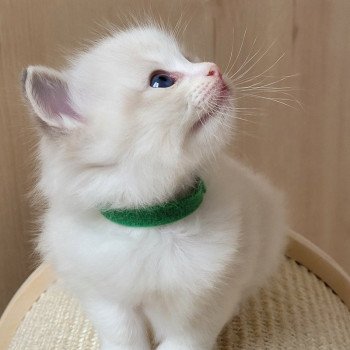 chaton Ragdoll blue tabby point bicolor VENUS LA CHATTERIE DES REVES DE SELENE chaton Ragdoll blue tabby point bicolor VENUS LA CHATTERIE DES REVES DE SELENE