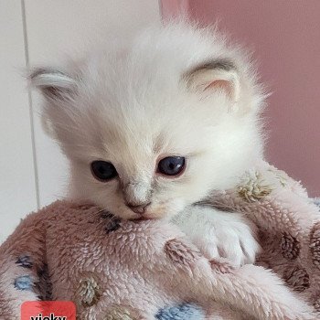 chaton Ragdoll blue tabby point VICKY LA CHATTERIE DES REVES DE SELENE chaton Ragdoll blue tabby point VICKY LA CHATTERIE DES REVES DE SELENE