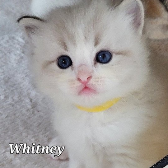 WITNEY Femelle Ragdoll