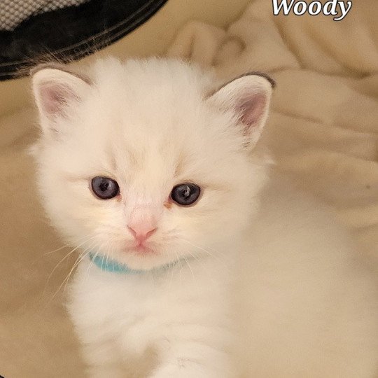 WOODY Mâle Ragdoll