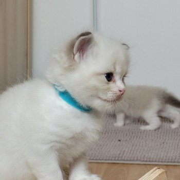chaton Ragdoll blue tabby point bicolor WOODY LA CHATTERIE DES REVES DE SELENE chaton Ragdoll blue tabby point bicolor WOODY LA CHATTERIE DES REVES DE SELENE