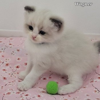 chaton Ragdoll seal point bicolor WAGNER LA CHATTERIE DES REVES DE SELENE chaton Ragdoll seal point bicolor WAGNER LA CHATTERIE DES REVES DE SELENE
