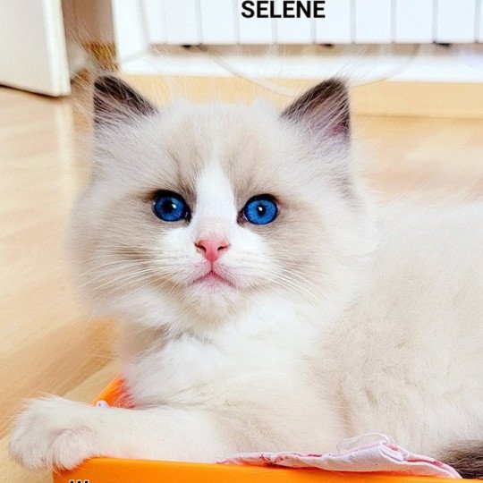 WAGNER Mâle Ragdoll