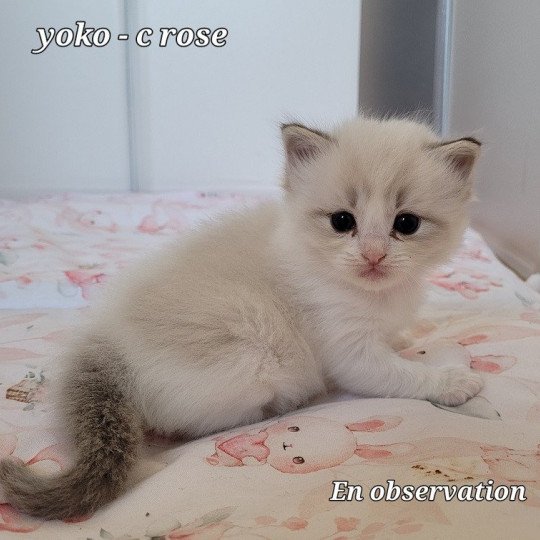 YOKO Femelle Ragdoll