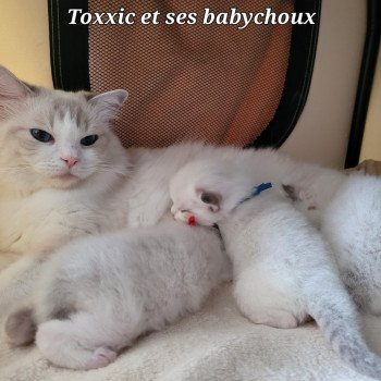 PORTEE TOXXIC