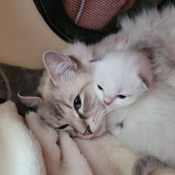 Shadow et bebe Shadow et bebe