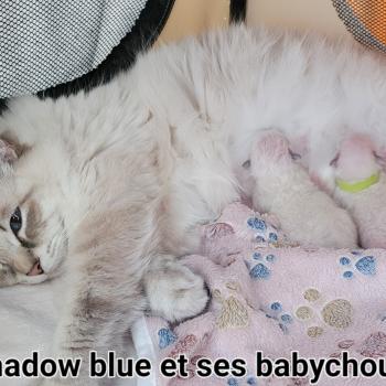 PORTEE SHADOW