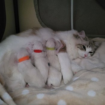 VALKYRIA ET SES BEBES VALKYRIA ET SES BEBES